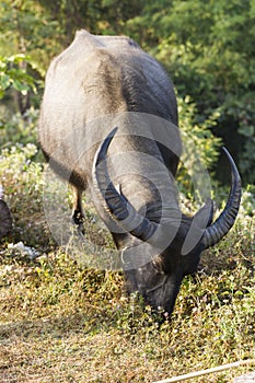 Buffalo (Bubalus bubalis) in Thailand