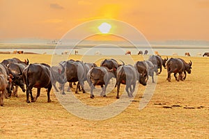 Buffalo buffalo walking on the grassland in the evening