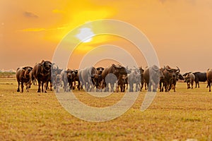 Buffalo buffalo walking on the grassland in the evening