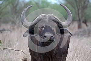 Buffalo Bull.
