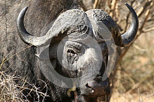 Buffalo bull