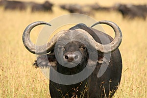 Buffalo Bull