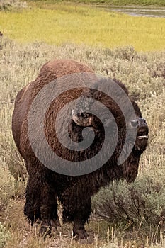 Buffalo bull bellowing in Hayden Valley in Yellowstone National Park United States