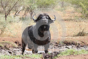 Buffalo Bull enjoying a mud bath