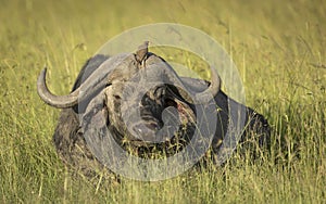 Buffalo bull lying in grass with red billed ox pecker on it`s boss in Masai Mara in Kenya