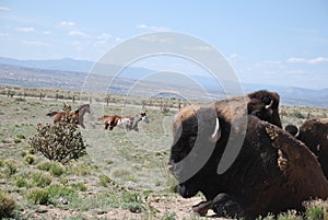 Buffalo Bull Rests with Cows While Horses Run In Background