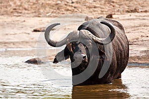 Buffalo bull standing in water