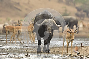 Buffalo bull (Syncerus caffer) amongst Impala