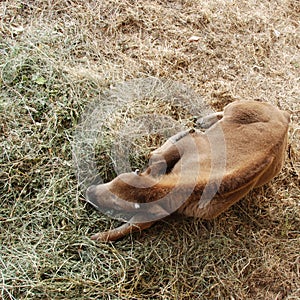 Buffalo Calf