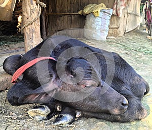 Buffalo calf