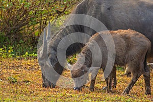 Buffalo and calf in the field, Thailand