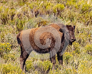 Lone bison calf is looking out for mom. photo