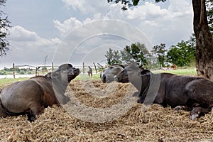 Buffalo calf in thailand