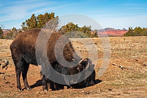 A Buffalo at Caprock Canyons State Park, Texas photo