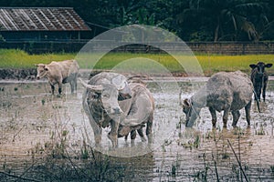 Buffalo and cattle grazing at wet flood rice field