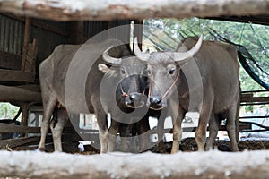 Buffalo in the cattle pen portrait local Thailand buffalo cow in the morning scene