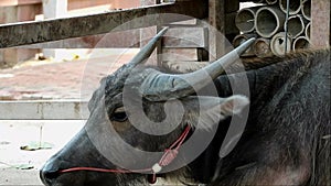 Buffalo Chewing the Cud while Blowing Out the Insect with Its Ears