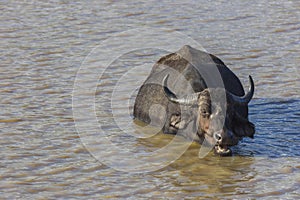 Buffalo chewing cud while submerged in water