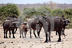 Buffalo - Chobe N.P. Botswana, Africa