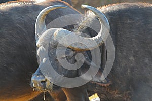 Buffalo close-up (Syncerus caffer)