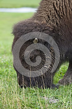 American Bison, Buffalo closeup grazing in a grassy meadow in Canada