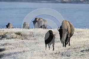 Buffalo coming out of river