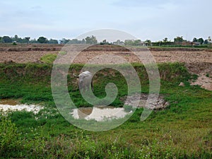 Buffalo in countryside thailand