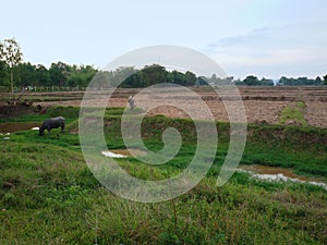 Buffalo in countryside thailand