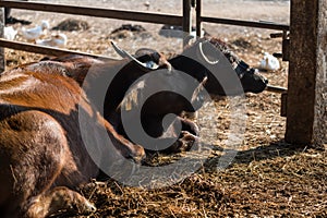 Buffalo couple sit inside byre at sunset. animal farm