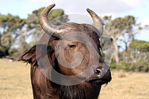 Buffalo Cow