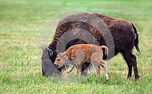 Buffalo cow and a calf