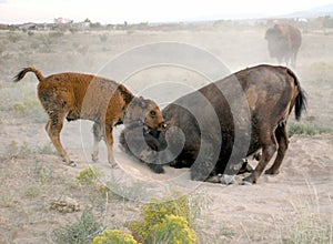 Buffalo Cow and Calf Dirt Bath