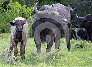 Buffalo Cow and Calf