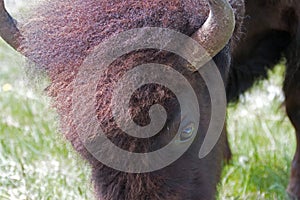 Buffalo Cow close up in the Lamar Valley in Yellowstone National Park in Wyoming USA