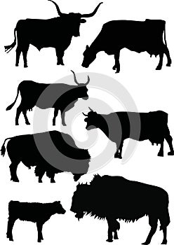 Buffalo and cow silhouettes