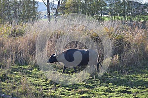 buffalo cow walking alone through the reed area