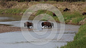 Buffalo crossing the river