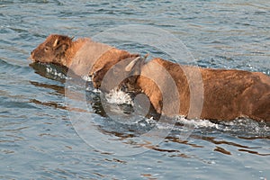 Buffalo crossing river