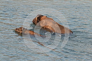 Buffalo crossing river