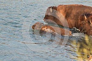 Buffalo crossing river