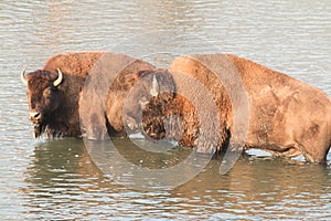 Buffalo crossing river