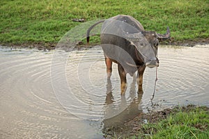 Buffalo defecate in water