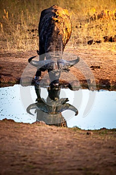 Buffalo drinking at a waterhole in Africa Kenya and is reflected in it