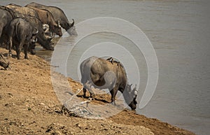 Buffalo drinking water distant from the herd