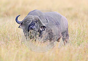 Buffalo in the dry nature habitat