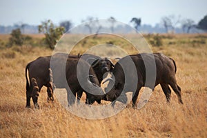 Buffalo in the dry nature habitat
