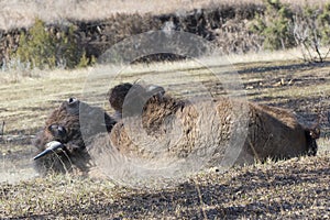 Buffalo dusting self off from insects