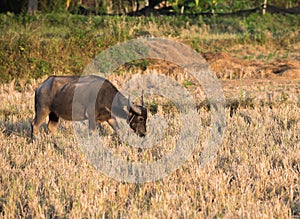 Buffalo eat rice stubble