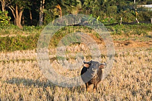 Buffalo eat rice stubble