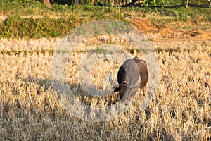 Buffalo eat rice stubble